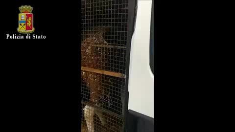 Decine di animali stipati in un furgone, maxi sequestro della Polizia di Genova