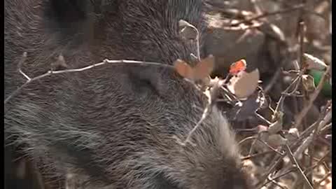 Emergenza cinghiali a Genova, liberati gli animali nel recinto all'Albergo dei Poveri