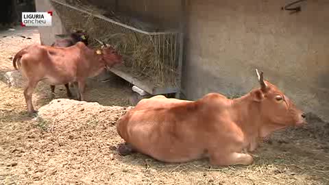 Liguria Ancheu, i ragazzi di Vobbietta tra terra e animali (6)