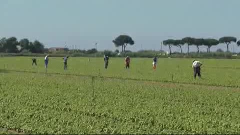 Live Road ad Ameglia, le coltivazioni di basilico sulla piana del Magra