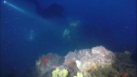 Palombari a caccia di tesori in mare sui resti della battaglia di Capo Noli