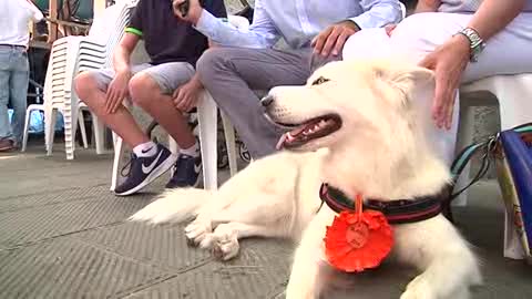 Salvò un bimbo da una crisi ipoglicemica: Blanka vince il Premio Fedeltà del Cane