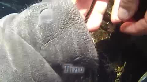 I cuccioli dell'acquario compiono un anno, il video di auguri