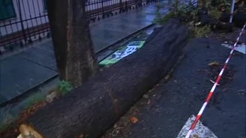 Allerta rossa, il vento abbatte un tronco in corso Solferino a Genova