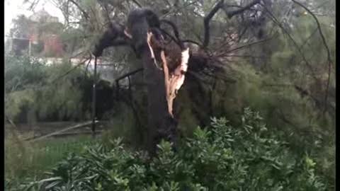 Maltempo, albero divelto dal vento a Quinto