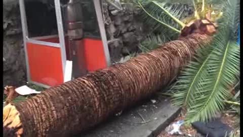 Maltempo, palma caduta a Quinto