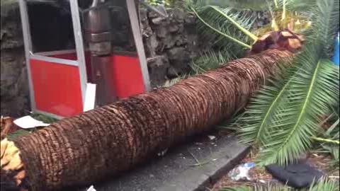 Allerta rossa, palma caduta in via Murcarolo a Genova