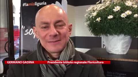 Floricoltura: in Liguria nasce 'Itala', la nuova varietà di margherita