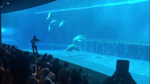 L'Acquario festeggia i suoi primi 25 anni, Costa: 