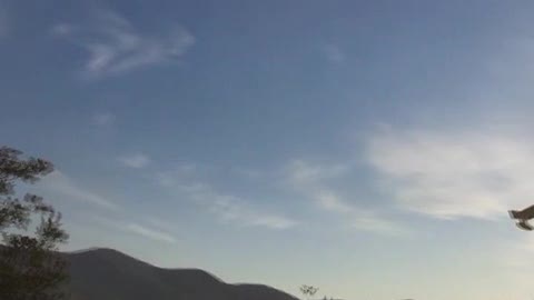 Incendio vicino alle case di Andagna, in fiamme quattro ettari di bosco