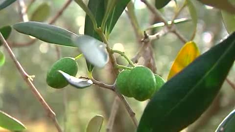 Siccità in Liguria, a rischio nel ponente  il raccolto delle olive taggiasche