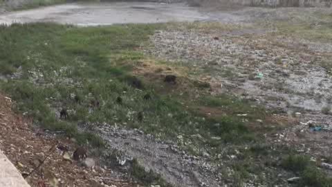 Venti cinghiali in cerca di cibo sul Bisagno, le immagini