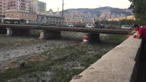 Venti cinghiali in cerca di cibo sul Bisagno, le immagini (2)