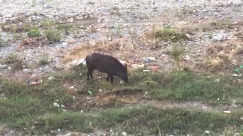 Venti cinghiali in cerca di cibo sul Bisagno, le immagini (3)