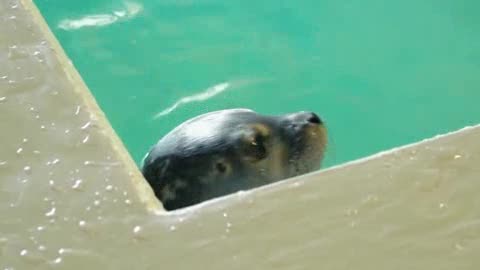 Fiocco azzurro all'Acquario di Genova, le immagini del cucciolo di foca