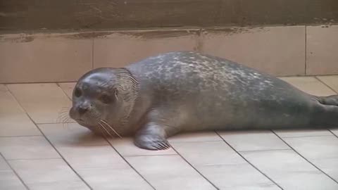 Fiocco azzurro all'acquario di Genova: ecco il neonato cucciolo di foca