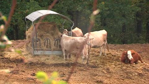 Liguria Ancheu a Rossiglione con il latte delle Valli Genovesi (4)