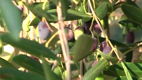Olive taggiasche, nasce il sistema di Dna per tutelare produttori e consumatori e