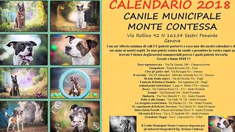 Canile di Monte Contessa pronto a rinascere grazie a una donazione