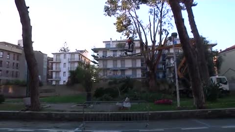 Giardini di Arma di Taggia, al via la potatura dei pini malati 