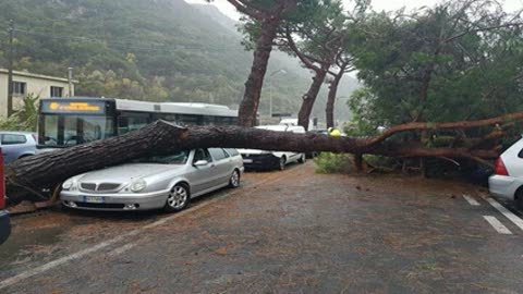 Forte vento e mareggiate, un albero finisce su un auto a Finale Ligure: le immagini 