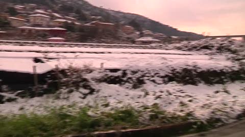 Floricoltura, dopo la nevicata nel Ponente parte la conta dei danni