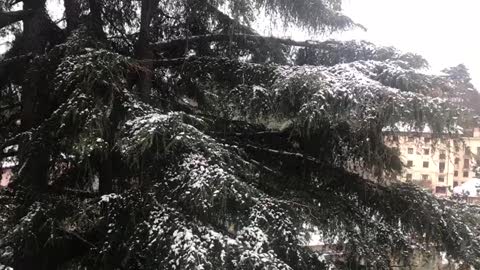 Neve in Liguria, ecco le immagini di Quarto inviate da un telespettatore 