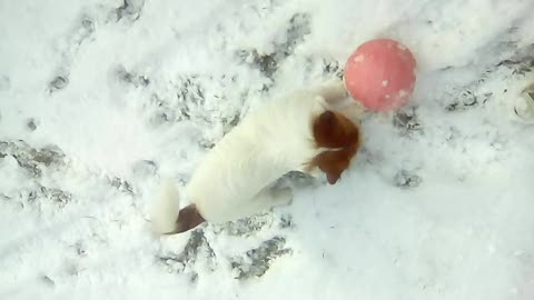 Un cagnolino che con questa neve si diverte...