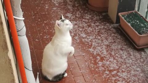 Un gatto di Via Capri alla sua prima neve