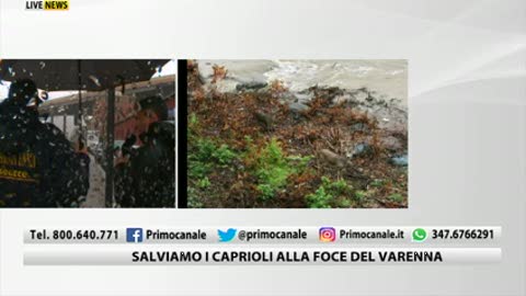 Allerta arancione per pioggia in Liguria, caprioli 'intrappolati' alla foce del Varenna 