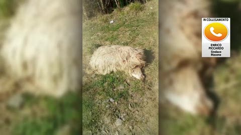 Allarme lupi in Valle Stura, il sindaco di Masone: 