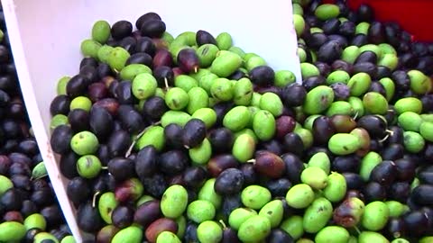 Oliva taggiasca, l'appello di Coldiretti: 
