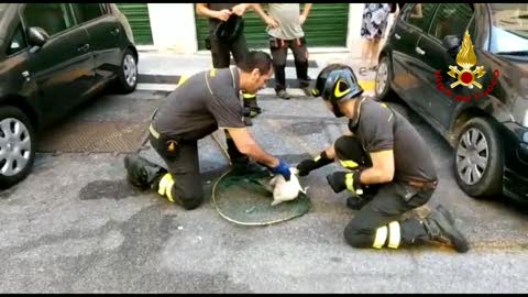 Gabbiano incastrato in un'intercapedine, salvato e liberato dai vigili del fuoco