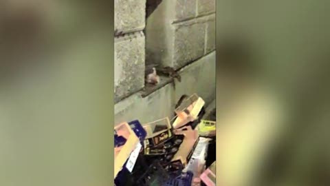 Genova è pulita? Continua il viaggio di Primocanale: tappa a Sampierdarena