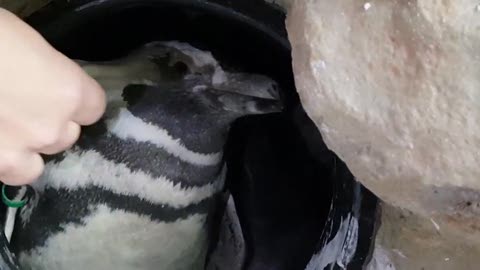 Festa a Genova, è nato un cucciolo di Pinguino Magellano