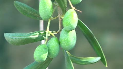  Valle Argentina, si prospetta una buona annata per le olive 