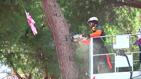 Ventimiglia, oggi il taglio dei 57 pini marittimi all'interno dei giardini ‘Tommaso Reggio’