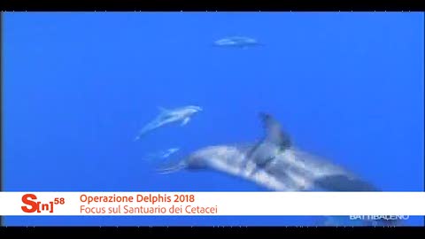 Salone Nautico, operazione Delphis 2018: focus sul santuario dei cetacei