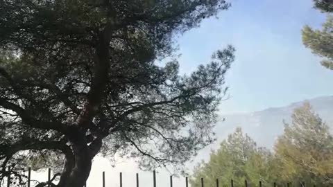 Incendio a Seborga, fiamme a un passo dalle case (1)