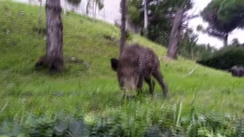 Famiglia di cinghiali a spasso all'ospedale San Martino di Genova