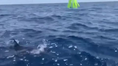 Palombo e la pesca... spaventosa: preso uno squalo al largo di Genova, poi liberato