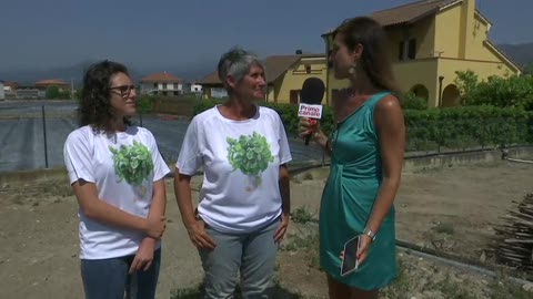 Viaggio in Liguria ad Albenga, il basilico 