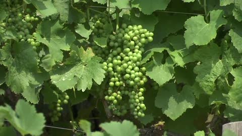 All'azienda agricola Viarzo di Quiliano la produzione della granaccia e di altri vini liguri