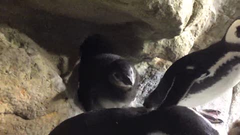 Acquario di Genova, tris di fiocchi in vasca: nati tre pinguini