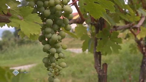 Wrc, ad Alba e nelle Langhe è tempo di rally tricolore