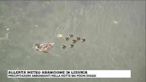 Allerta Arancione in Liguria ma sul Cerusa ci sono le paperelle