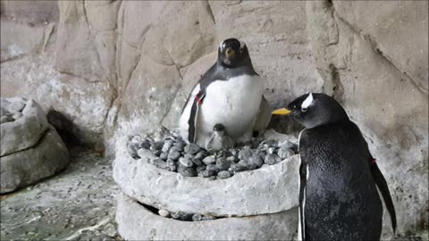 Acquario di Genova, nuovo fiocco in vasca: è nato un pinguino papua