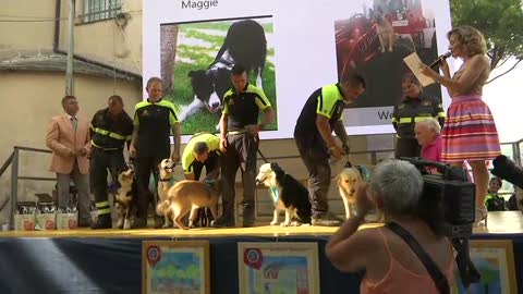  Ponte Morandi, premiati gli eroi a quattro zampe che lavorarono tra le macerie