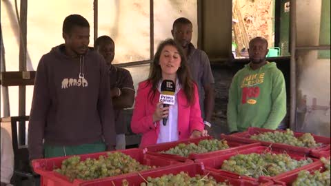 La terza vendemmia della 'Bianchetta' dei migranti, la voce dei ragazzi