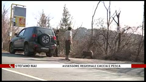 Cinghiali in città, l'Ispra dà il via libera: 